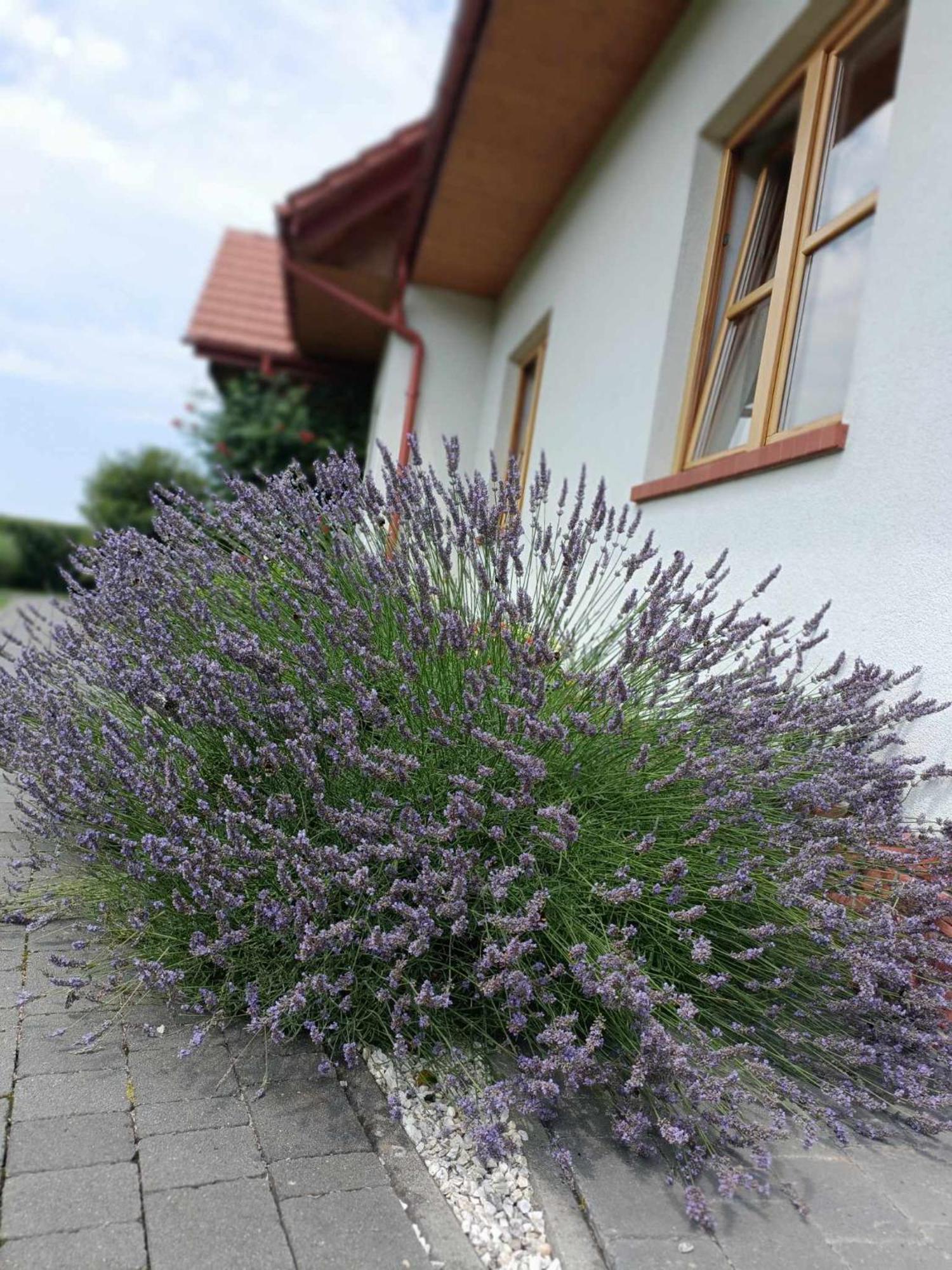 Noclegi "Koniadow" Solina  Exterior photo